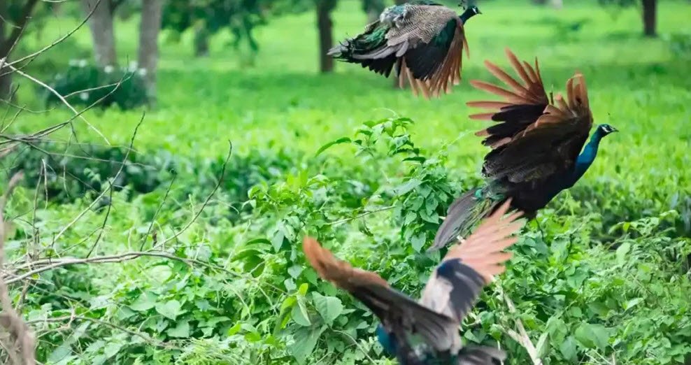 Bornadi Wildlife Sanctuary, Udalguri, Assam - Vushii.com Bornadi Wildlife Sanctuary, Udalguri, Assam - Vushii.com